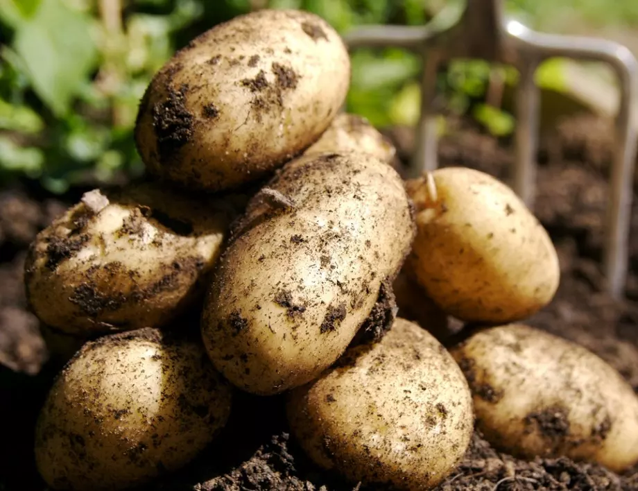 Сложете това при засаждането на картофите и реколтата ще се увеличи 2 пъти