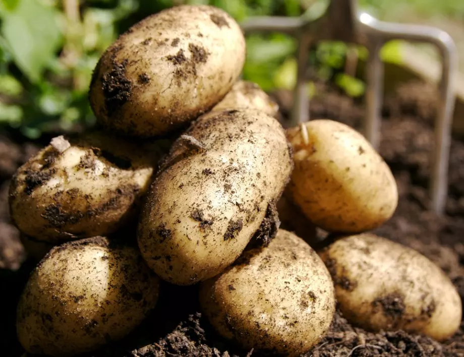 Бабиният трик за богата реколта от едри и вкусни картофи