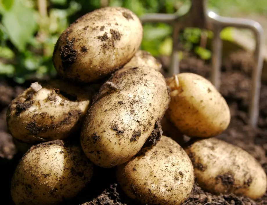 Преди да засадите картофите, засадете това и реколтата им ще е по-богата от всякога