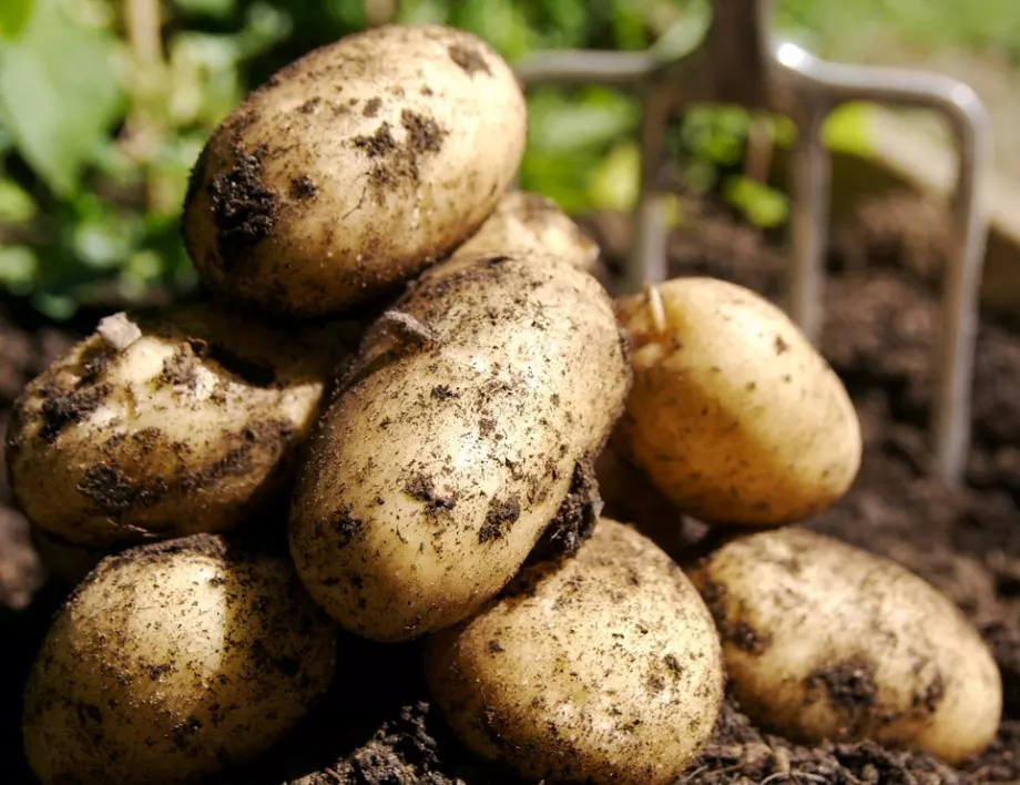 Преди да засадите картофите, направете това и реколтата им ще е по-богата от всякога