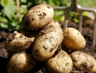 Отглеждане на картофи в компост: Възможно ли е?