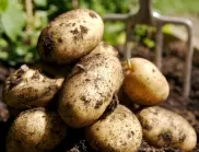 Картофена мана: Признаци и предпазване от болестта