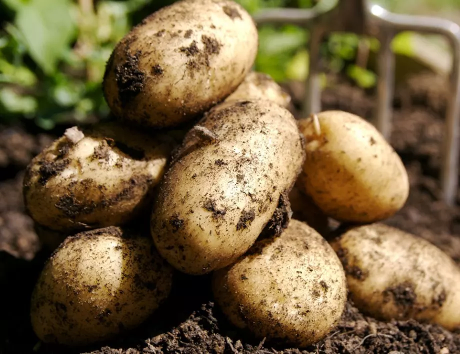 Отглеждане на картофи по вертикален метод: лесно, ефективно и без копане
