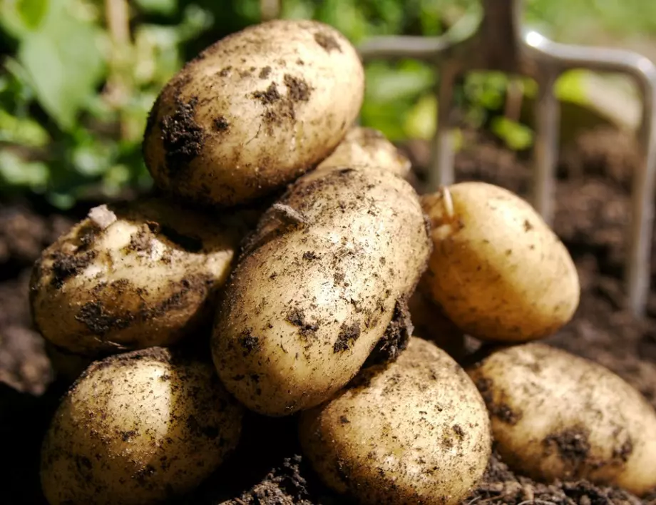 Майсторство при загърлянето: Практически съвети за добра реколта от картофи