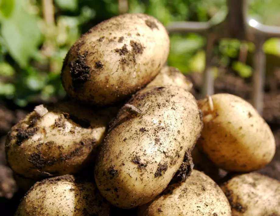 Ефективни бабини рецепти за борба с маната по картофите