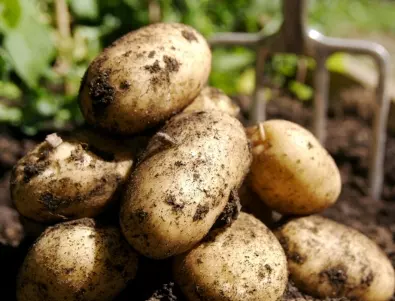 Засадете ТЕЗИ растения до картофите, за да имате изобилна реколта