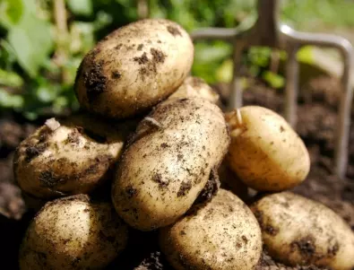 Кълновете на картофите - тайното оръжие в градинарството