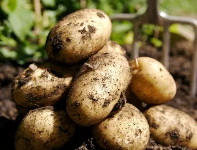 Събиране на реколта от картофи: ТОВА е най-подходящото време