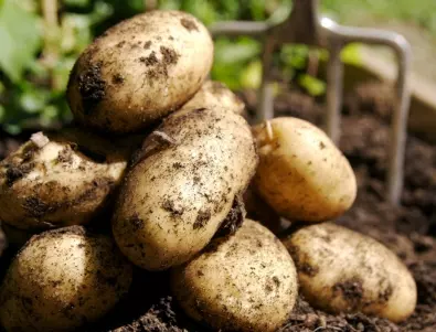 Засаждане на картофи - кога е най-добре да го направите през 2024