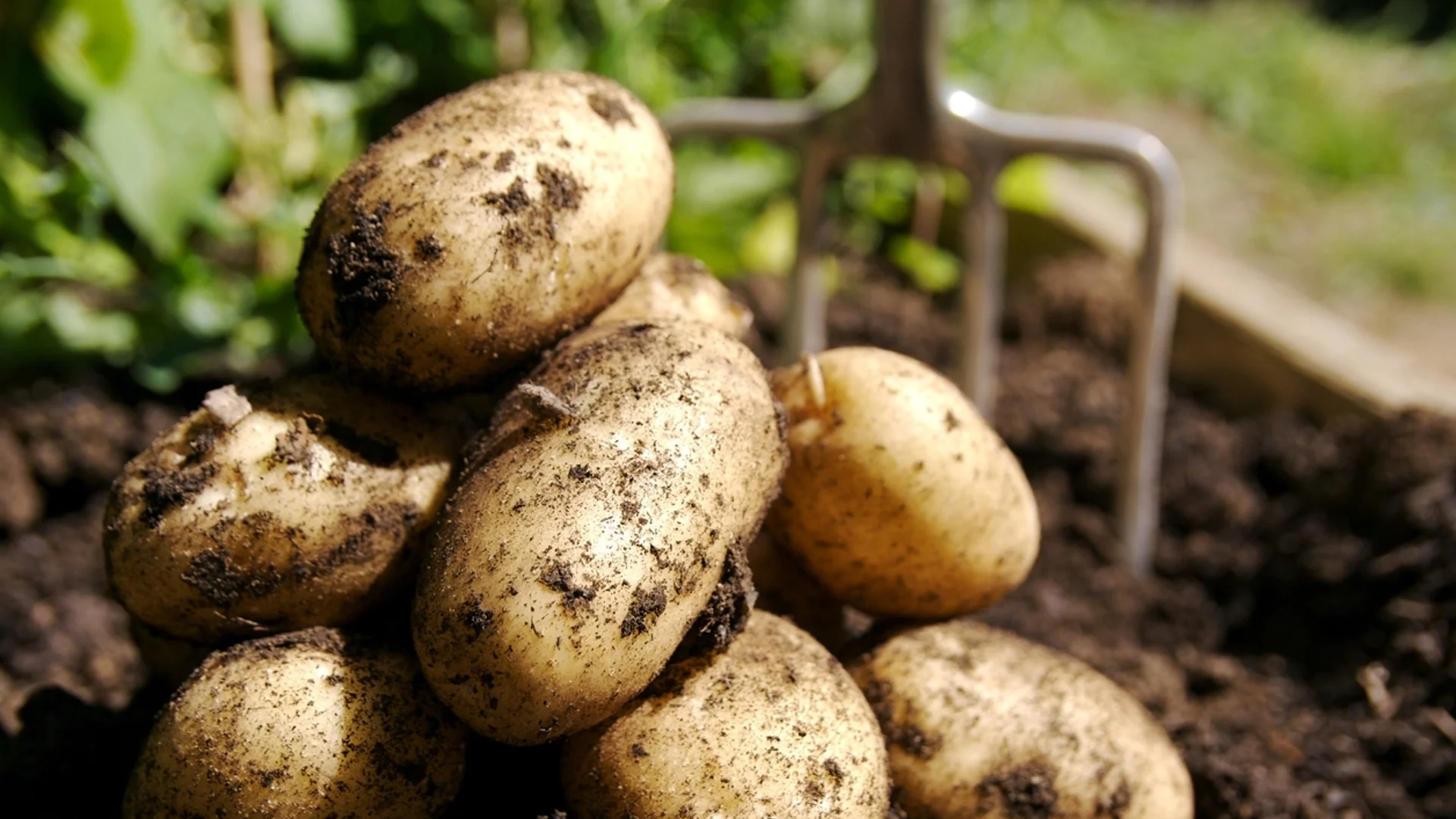 Как правилно да покълнете картофите преди засаждането им
