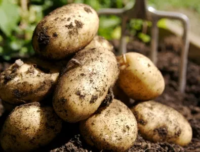 Как правилно да покълнете картофите преди засаждането им