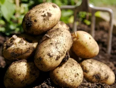 При засаждане на картофи сложете това в дупката, за да е богата реколтата им