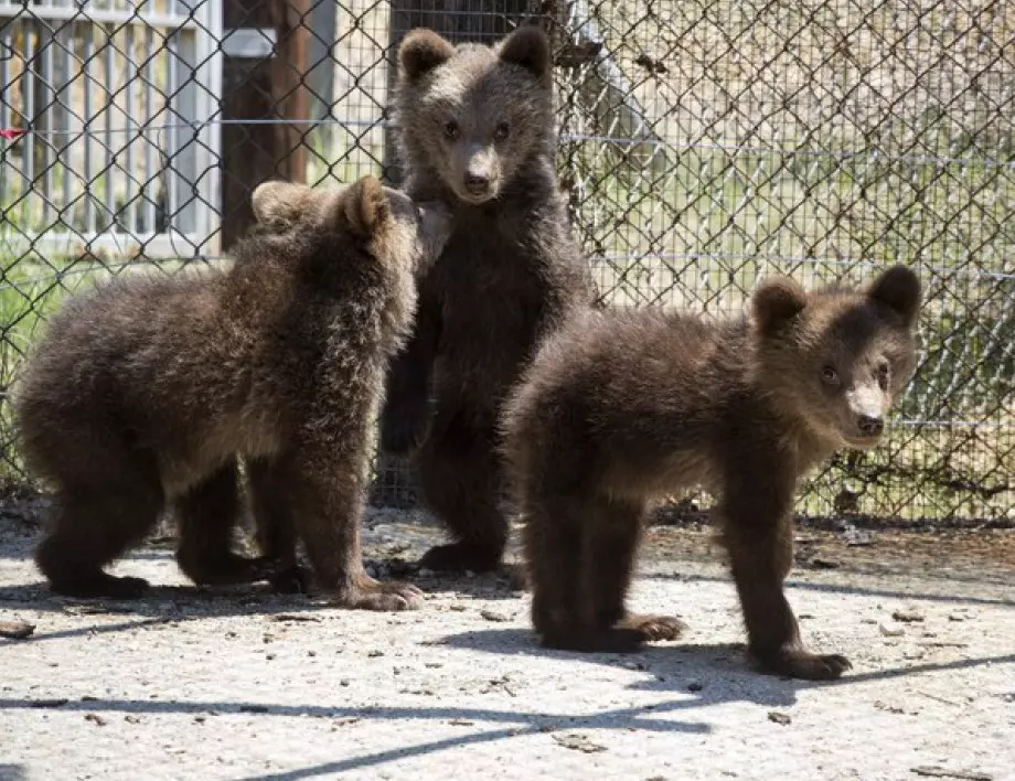 Трите мечета, спасени в Родопите вече са в центъра за рехабилитация на кафяви мечки в Гърция (СНИМКИ)