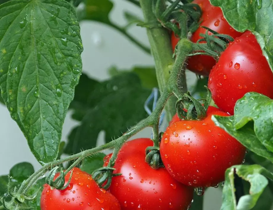 Ако поливате доматите по този начин, реколтата ще е ШОКИРАЩО богата! 