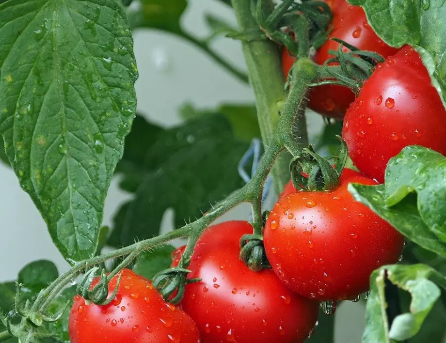 Опитен градинар съветва как се поливат доматите и реколтата надхвърли многократно очакванията!