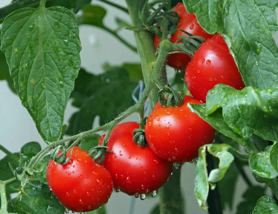 Късна болест по доматите – лековете, които струват стотинки и ще спасят реколтата