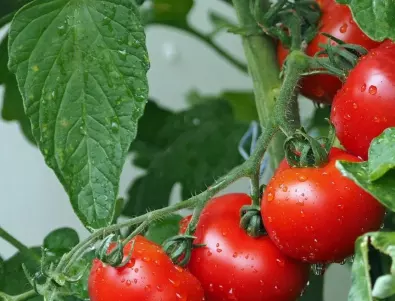 Не изхвърляйте доматените листа, те са СТРАШНО полезни!