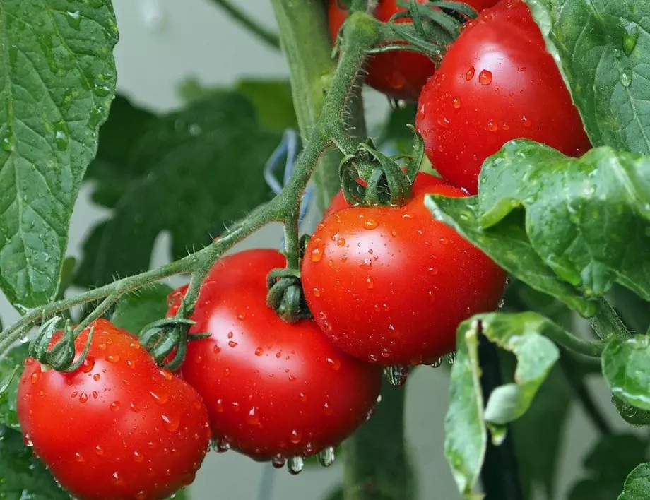 Ако направите това при засаждането на доматите, реколтата ще е двойно по-голяма