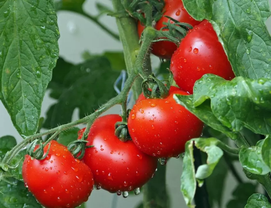Мързеливите градинари полудяха по този начин за отглеждане на домати