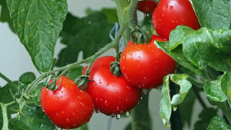 Ако искате сочни и месести домати, полейте ги с този разтвор