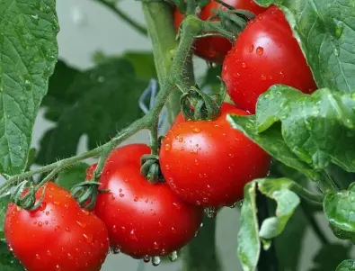 Реколтата на доматите ще е 5 пъти по-богата и те ще зреят по-бързо, само ако ги напръскате с това