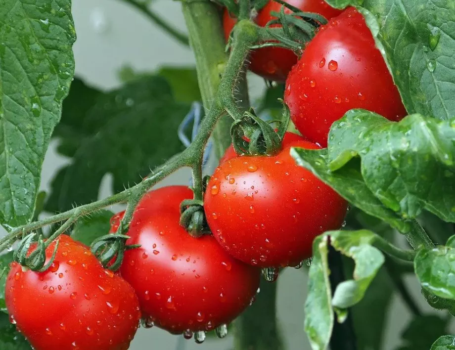 Реколтата на доматите ще е 5 пъти по-богата и те ще зреят по-бързо, само ако ги напръскате с това