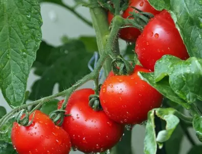 Ако доматите са кисели и дребни, полейте ги с това и те ще станат по-сладки и едри от всякога