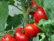 Поливане на доматените растения и проблеми, за които да внимавате