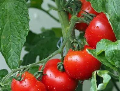 Няма по-ефективен лек срещу късната мана по доматите 