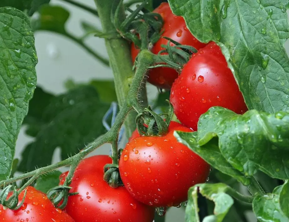 Добавете ТОВА към пепелта и реколтата от домати ще ви засипе