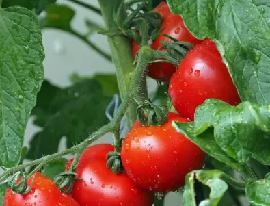 1 лъжичка е нужна само, за да направите реколтата си от домати РЕКОРДНА