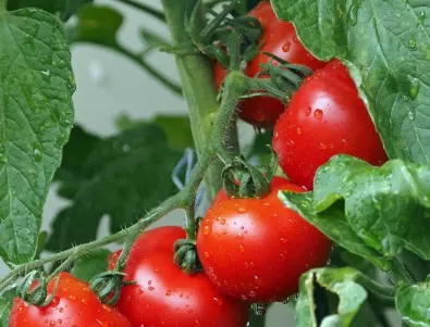 Малцина знаят за този разтвор - доматите стават по-сладки и увеличават размера си