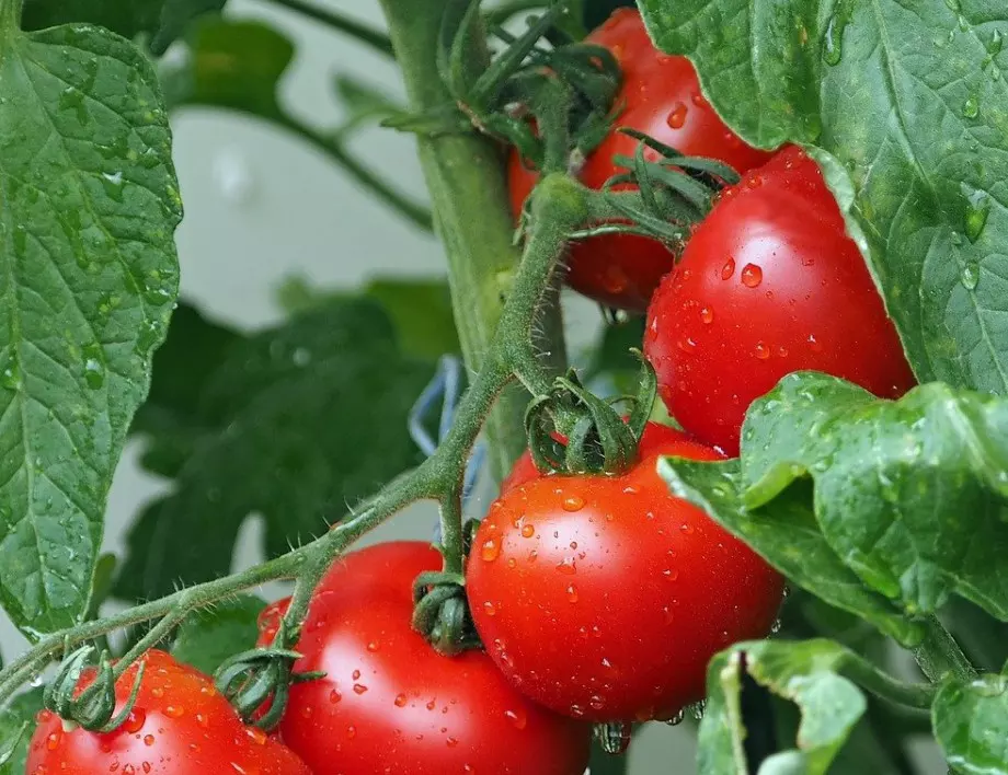 Кисело мляко за здрави домати - как се използва