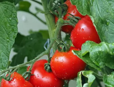 Всеки успява да отгледа сочни и месести домати, стига да ги полива с ТОВА