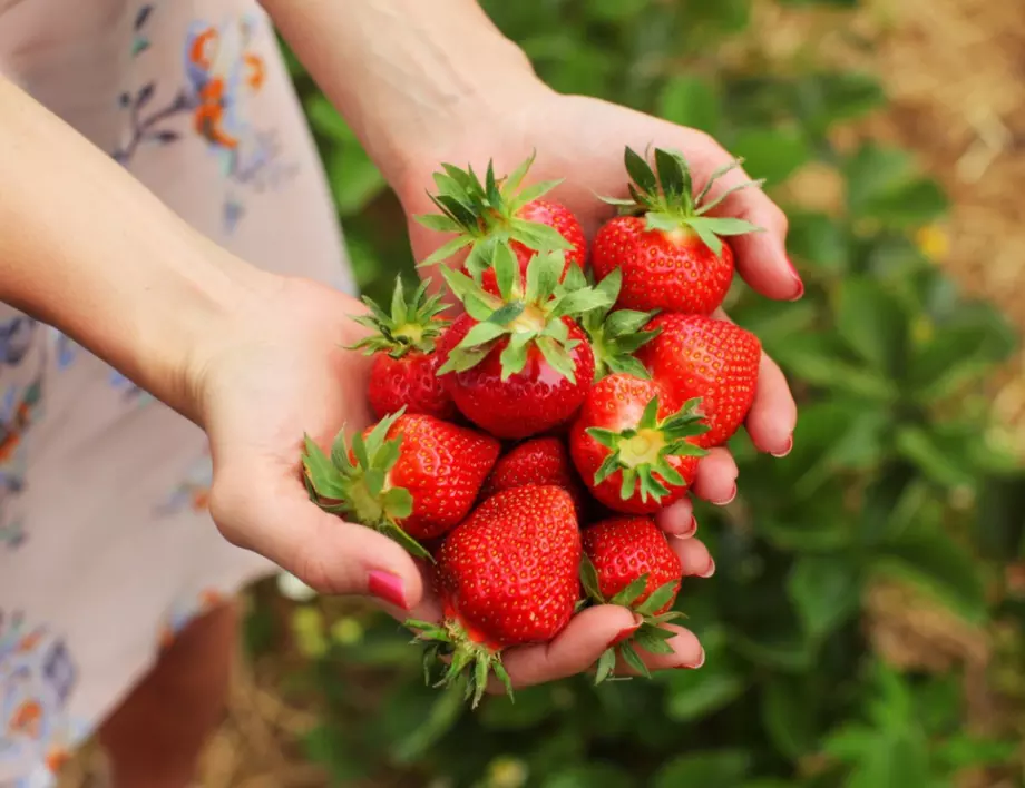 Подхранете ягодите своевременно за богата реколта