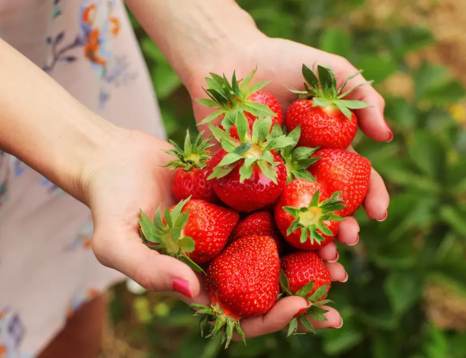 Какво трябва да знаем при отглеждането на ягоди?