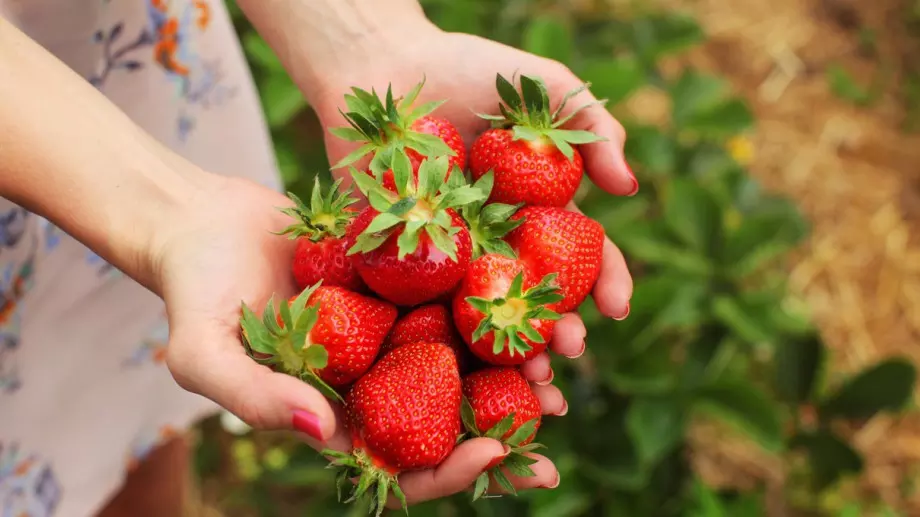 Как да подхранваме градински ягоди: Подходящи торове за добра реколта