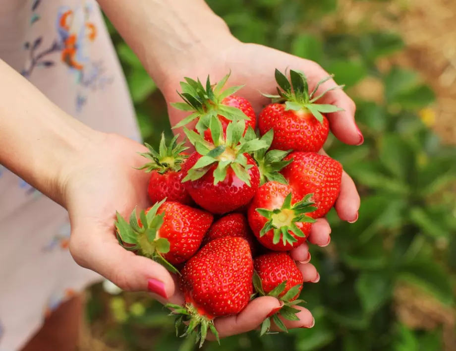 Как да подхранваме градински ягоди: Подходящи торове за добра реколта
