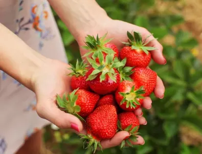 Опитен градинар: Кога да засадим ягоди, за да станат огромни и сочни? 