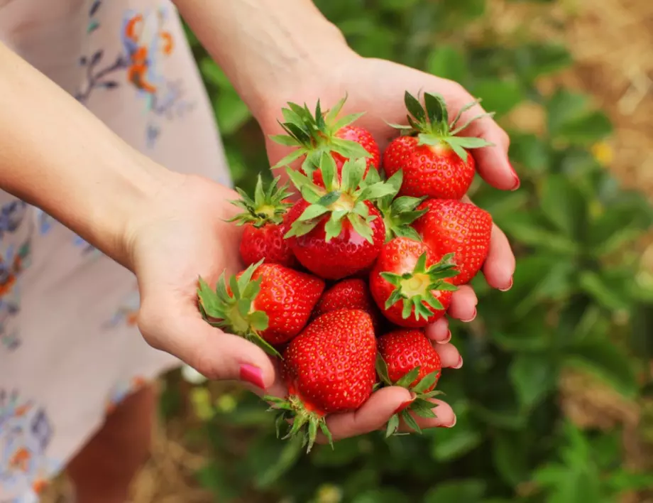 Направете това с ягодите след прибиране на реколтата - 7 стъпки за богата реколта