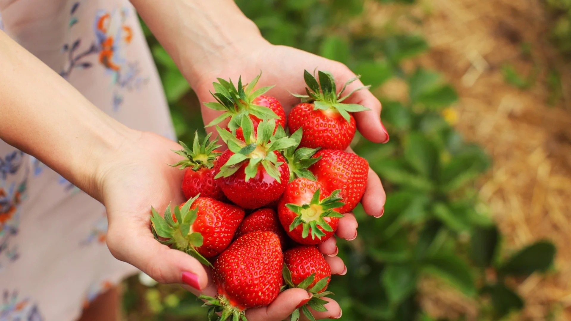 Кога и как да засадим ягоди?