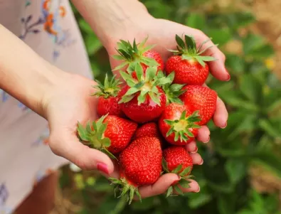 Кога и как да засадим ягоди?