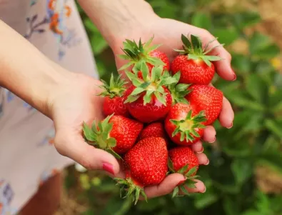 До кои растения трябва да засадим ягоди за богата реколта?