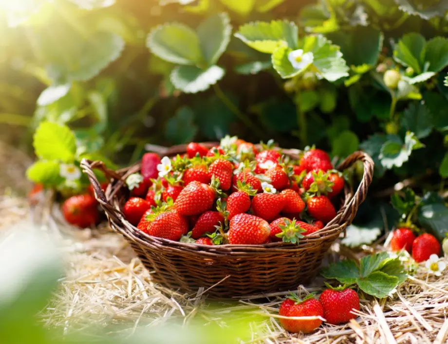 Как да се грижим за ягодите през август - основни стъпки