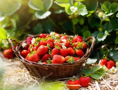 Полейте ягодите само веднъж с този разтвор и всички ще завиждат на реколтата ви