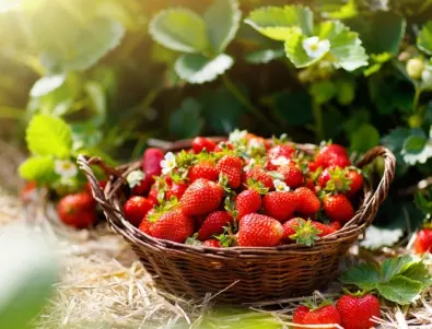 Ето как е правилно да поливате ягодите 
