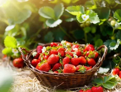 Как да поливаме ягодите по време на плододаване - грешката на повечето градинари
