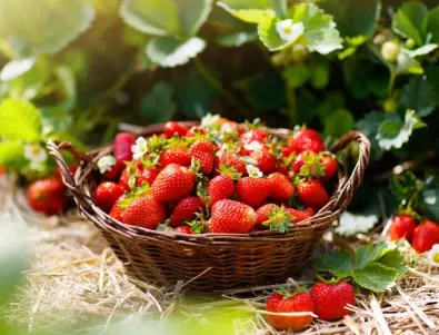 Правилно поливане на ягодите за СТРАХОТНА реколта