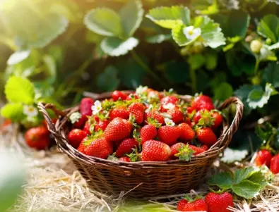Рецептата от бабините тефтери за вкусни и сочни ягоди