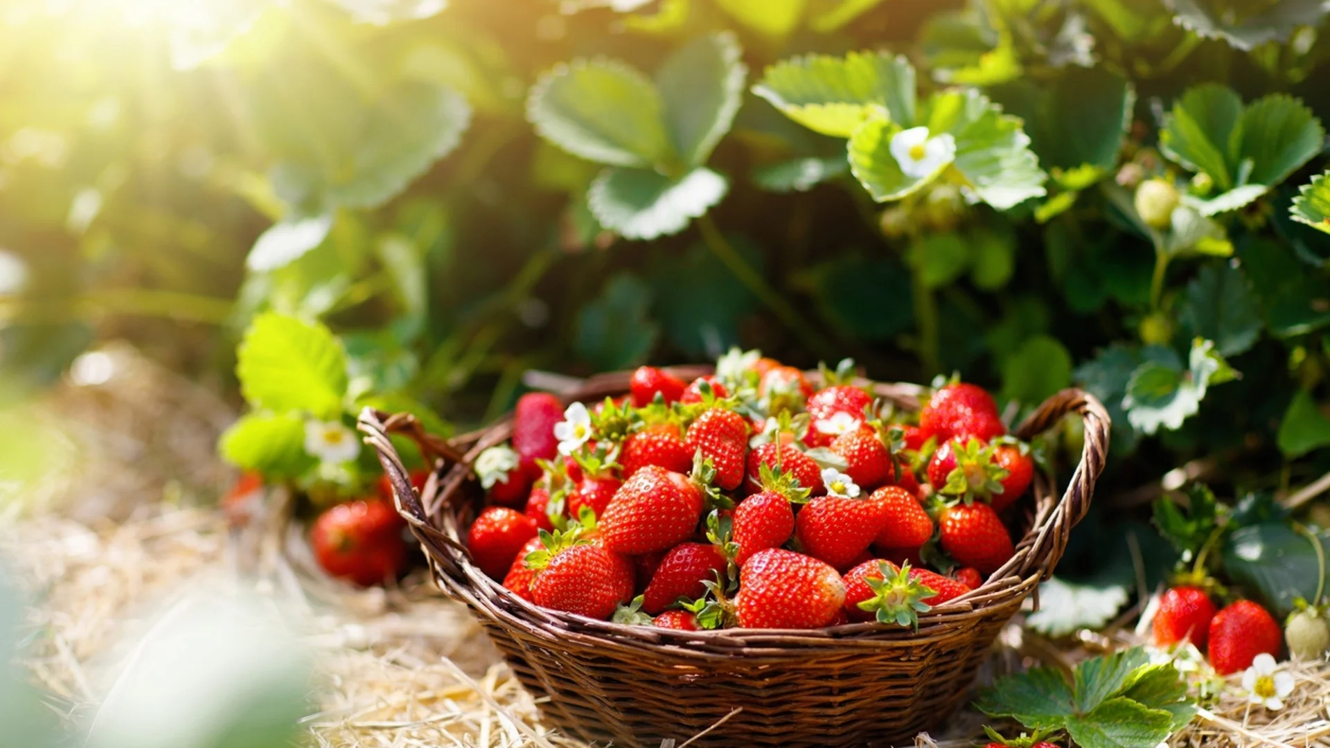 Кои груби грешки при отглеждане на ягоди съсипват цялата реколта